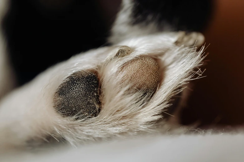 a dog paw with light tan and black patches on it