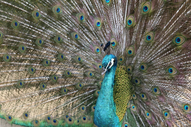 a peacock displays his feathers with its feathers spread wide