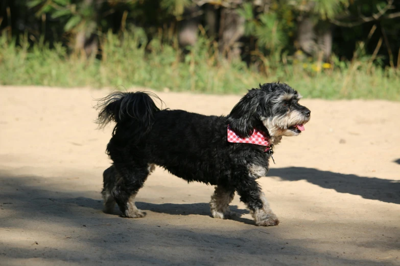 a black dog standing on top of a dirt field