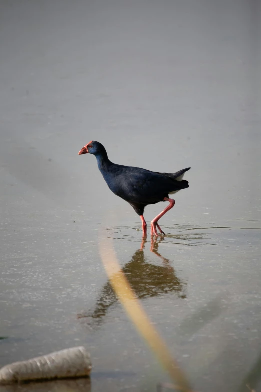 there is a large bird walking in the water