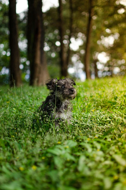 a small dog is sitting in the tall grass