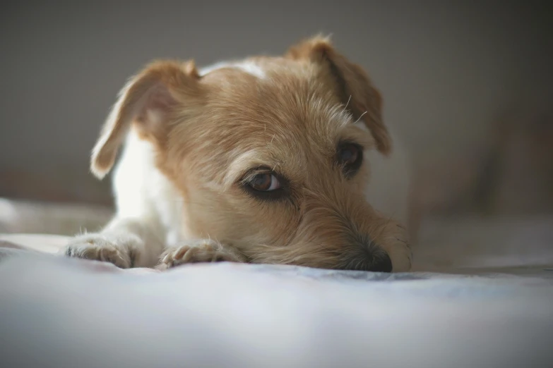 a dog laying on the floor with his eyes wide open