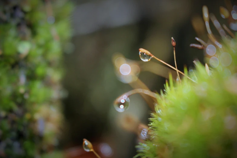 a grass with water drops sitting on it