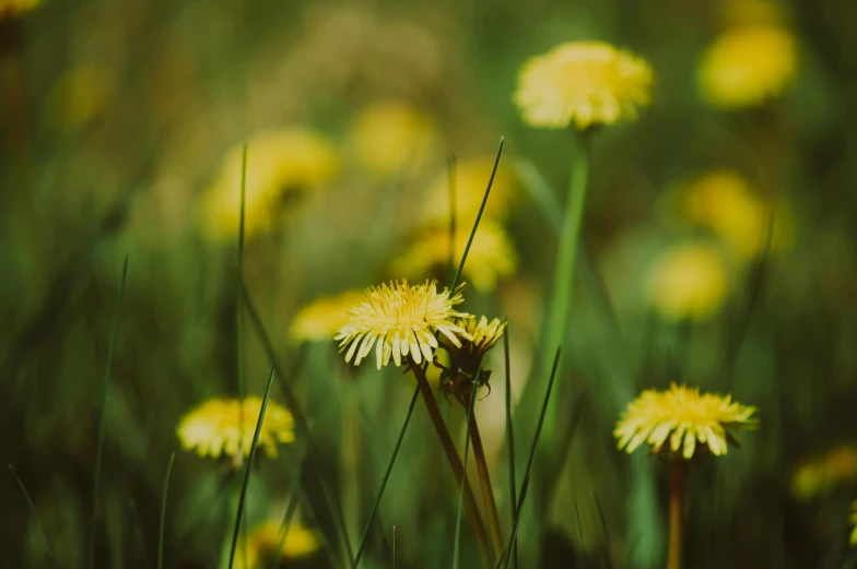 several dandelions with long thin stems next to a field