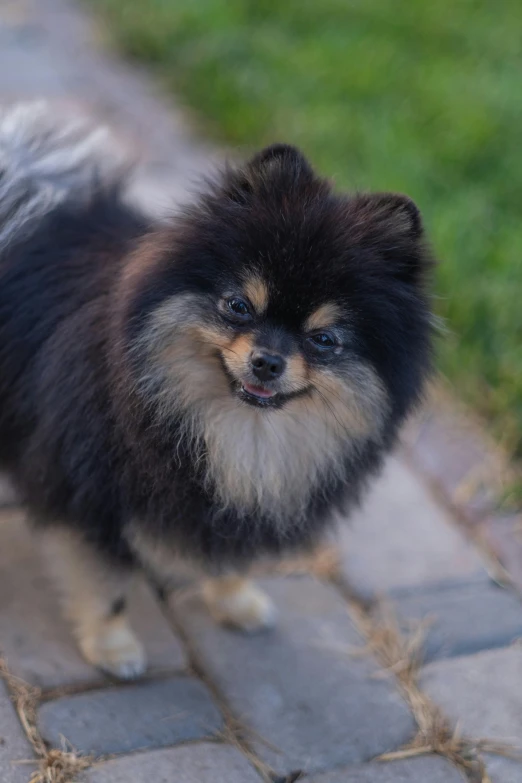 a small dog standing on a paved walkway