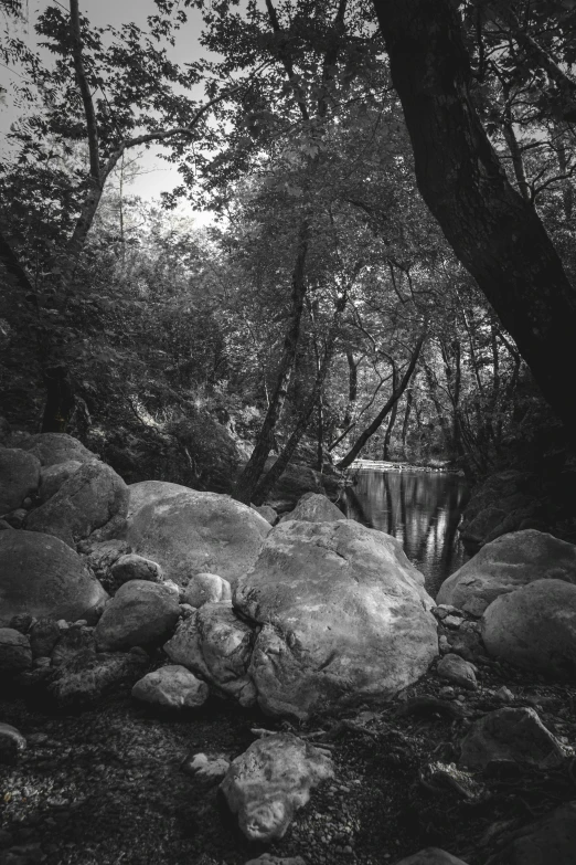 black and white pograph of river in woods