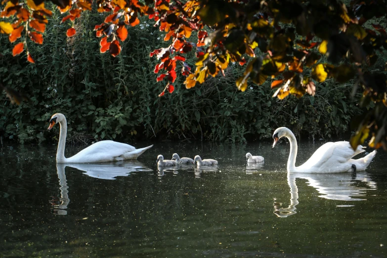 a swan with its two babies and some other birds