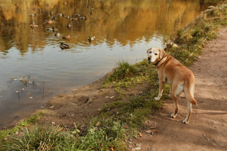 a dog with his head close to the water looking on