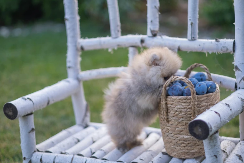 a small kitten in a chair with some blueberries