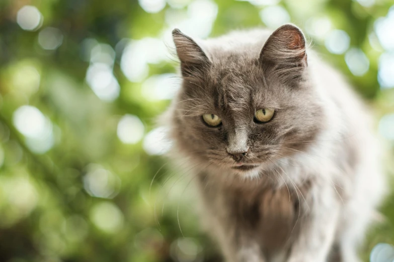 this gray cat is looking at the camera