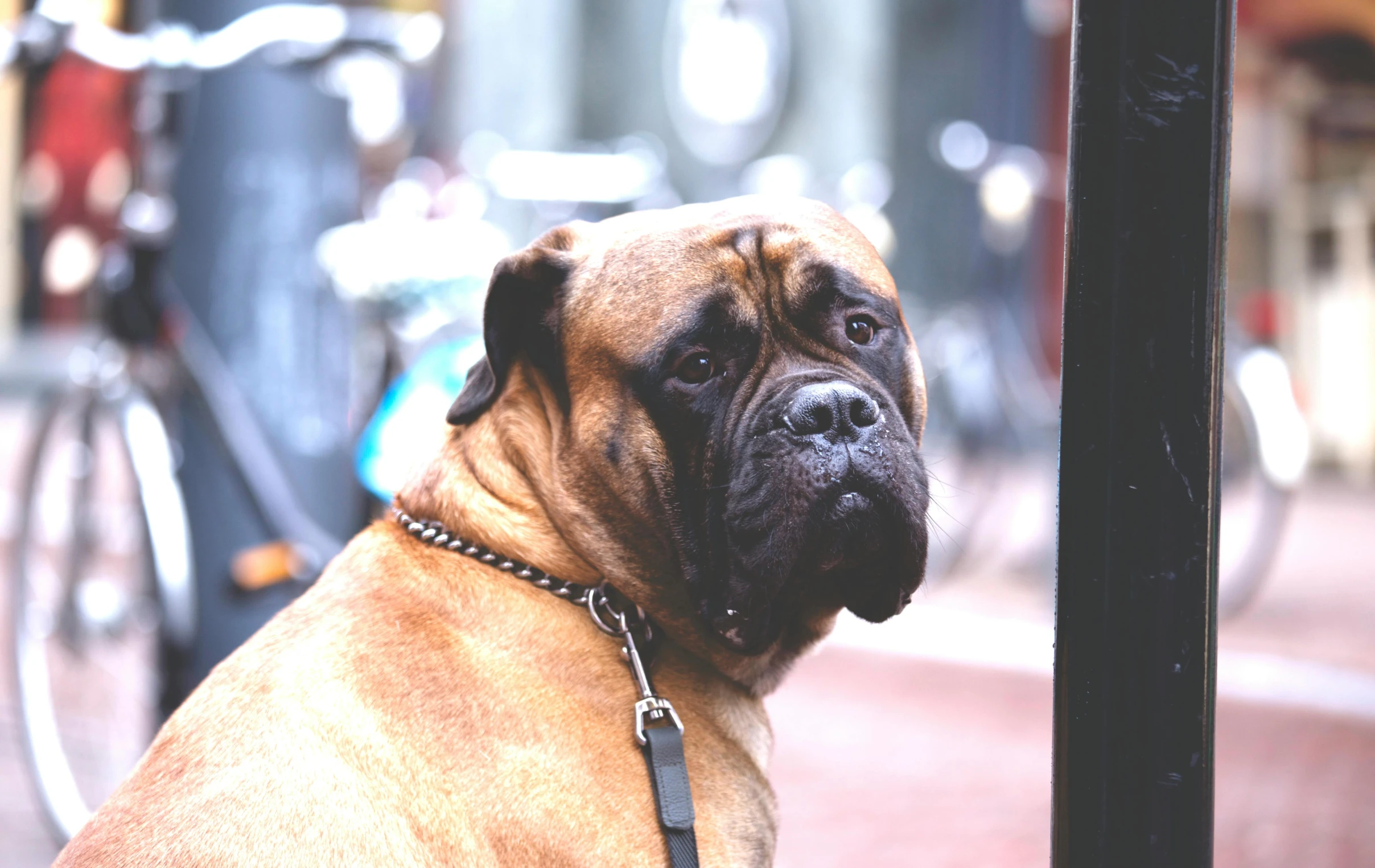 a brown and black dog sitting next to a bicycle