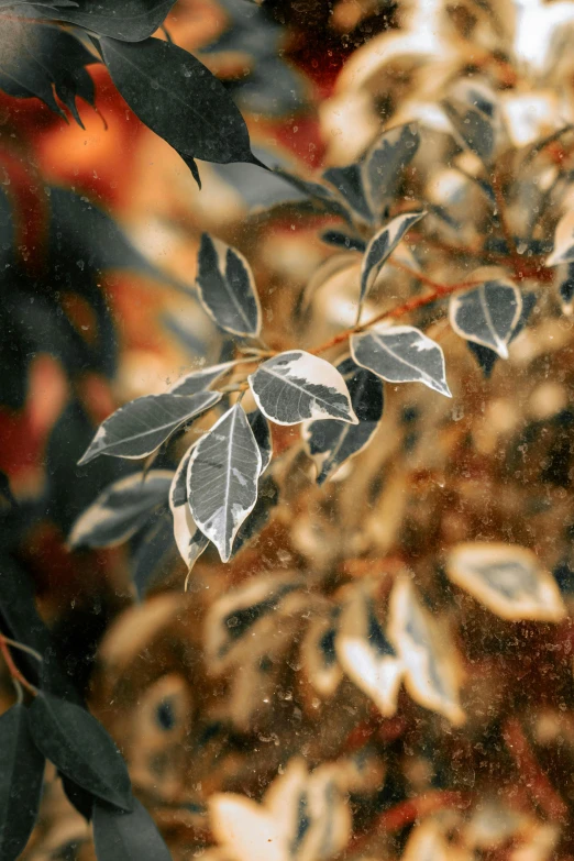 a leafy plant that is standing on a table