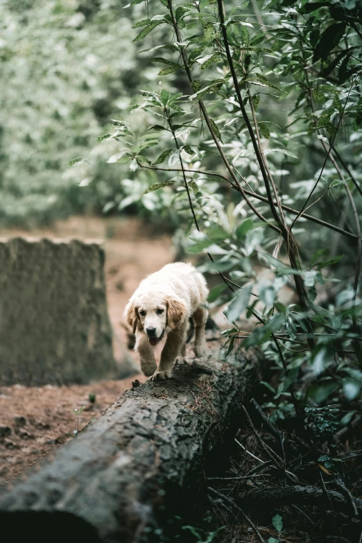 a dog is standing on the edge of a log