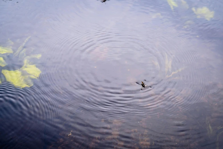 a small black object floating on top of water