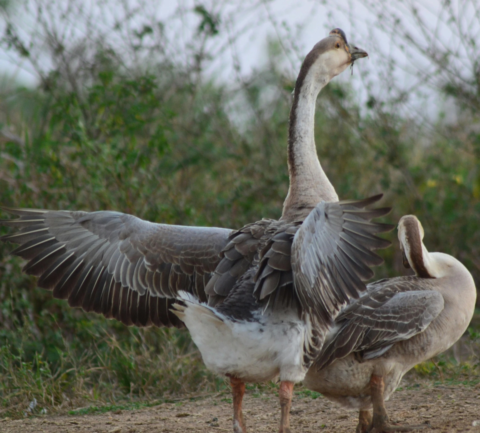 three birds standing around in the dirt