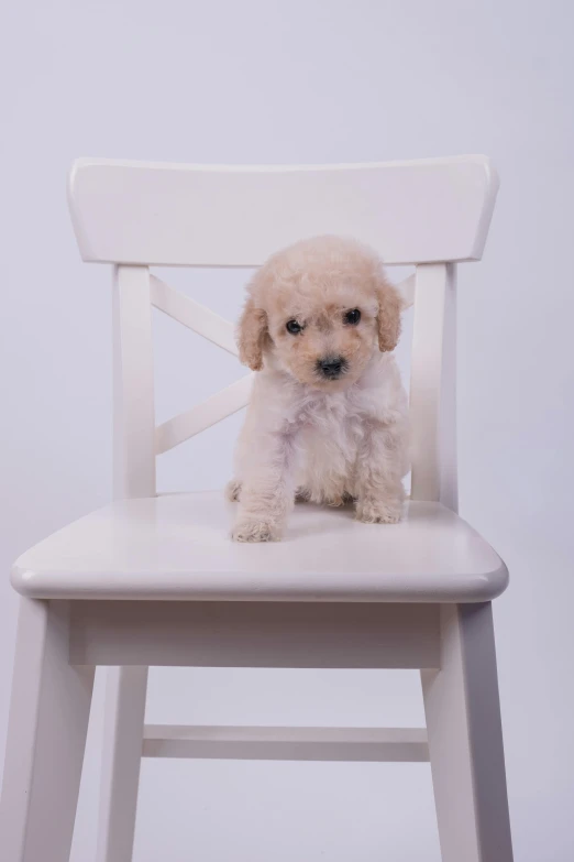 a small dog is sitting on top of a wooden chair