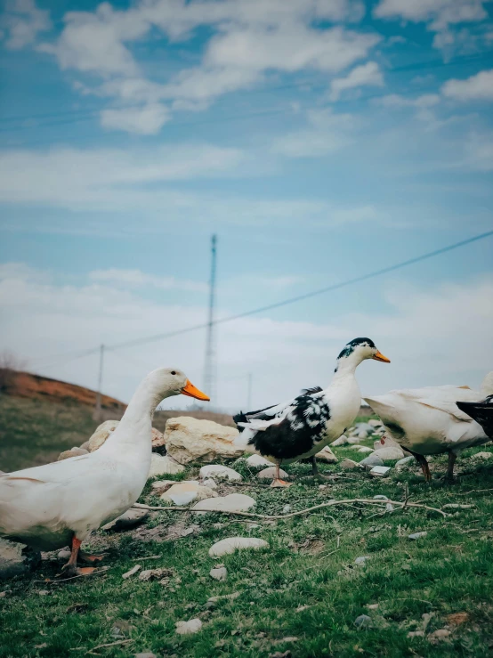 four ducks walking along the grass in a fenced area