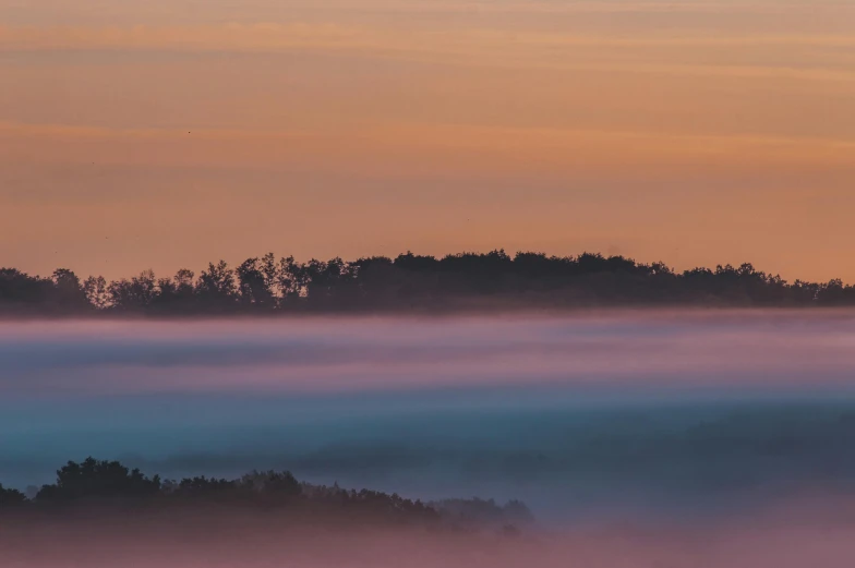 the forest is covered with fog at dawn