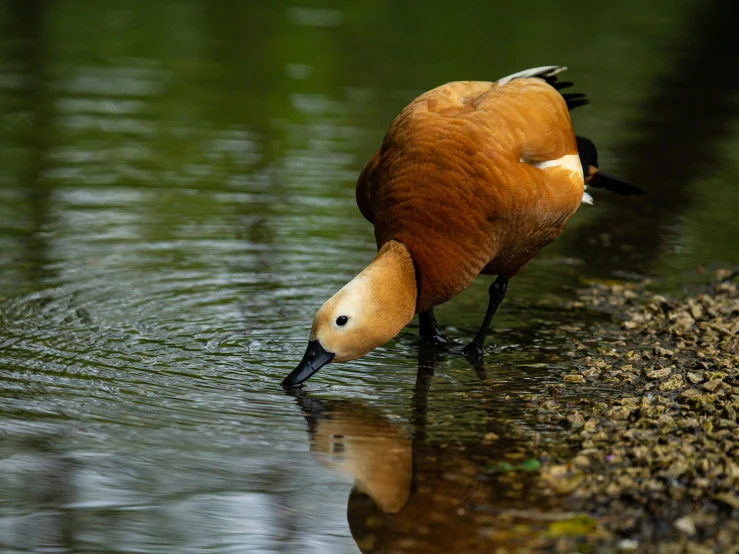 the duck has an orange body and is eating in the water