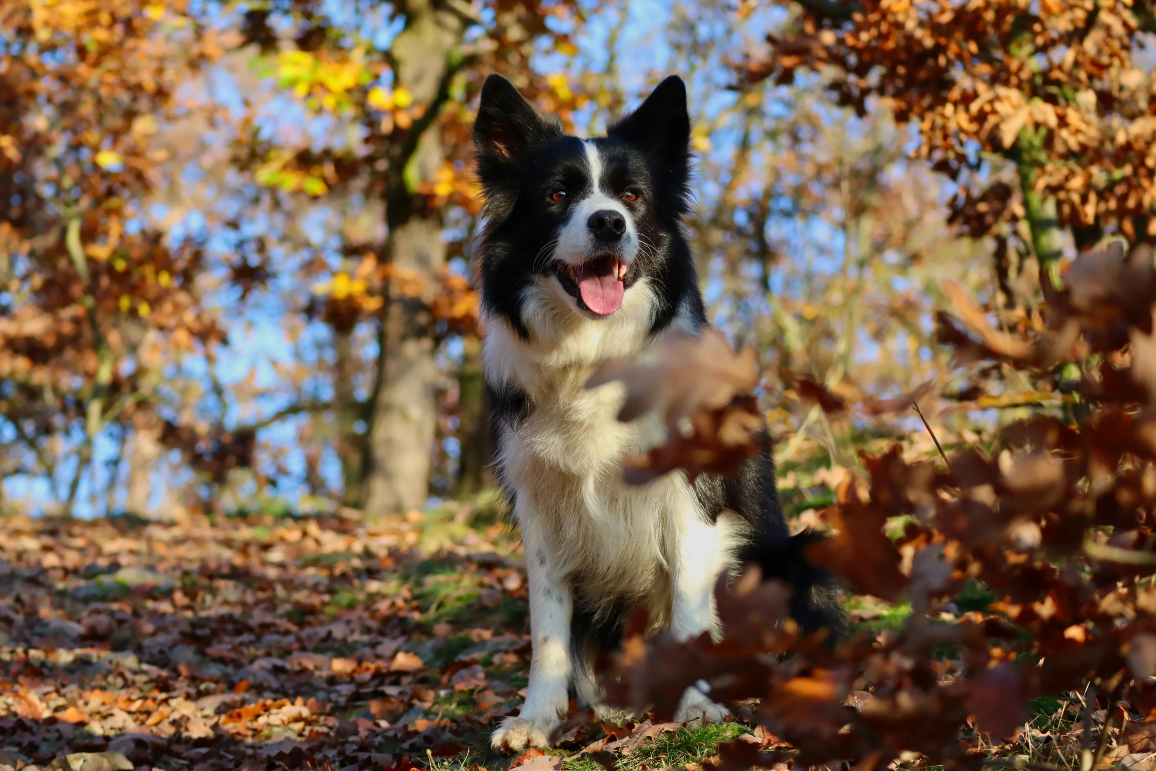 a dog is smiling in the leaves on the ground