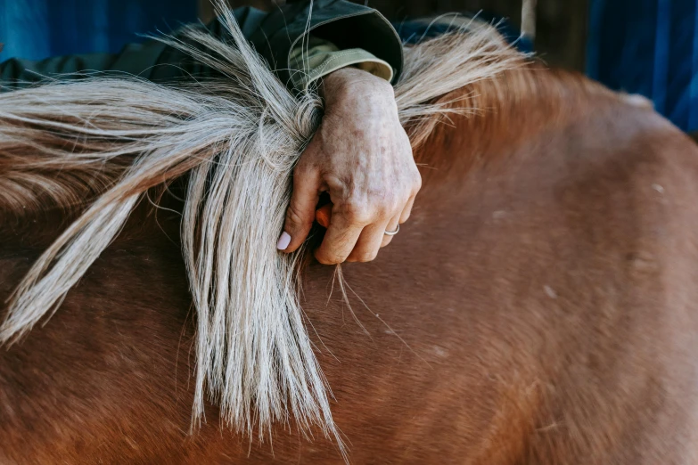 a hand touching the head of a brown horse