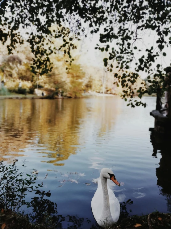 a swan floating on top of water next to trees