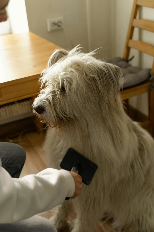 a small dog with long hair and long legs sits on the ground