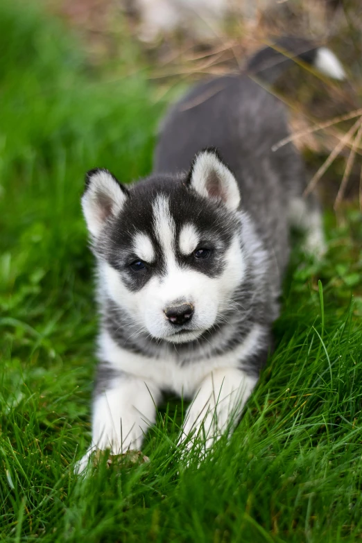 a little husky dog standing in the grass