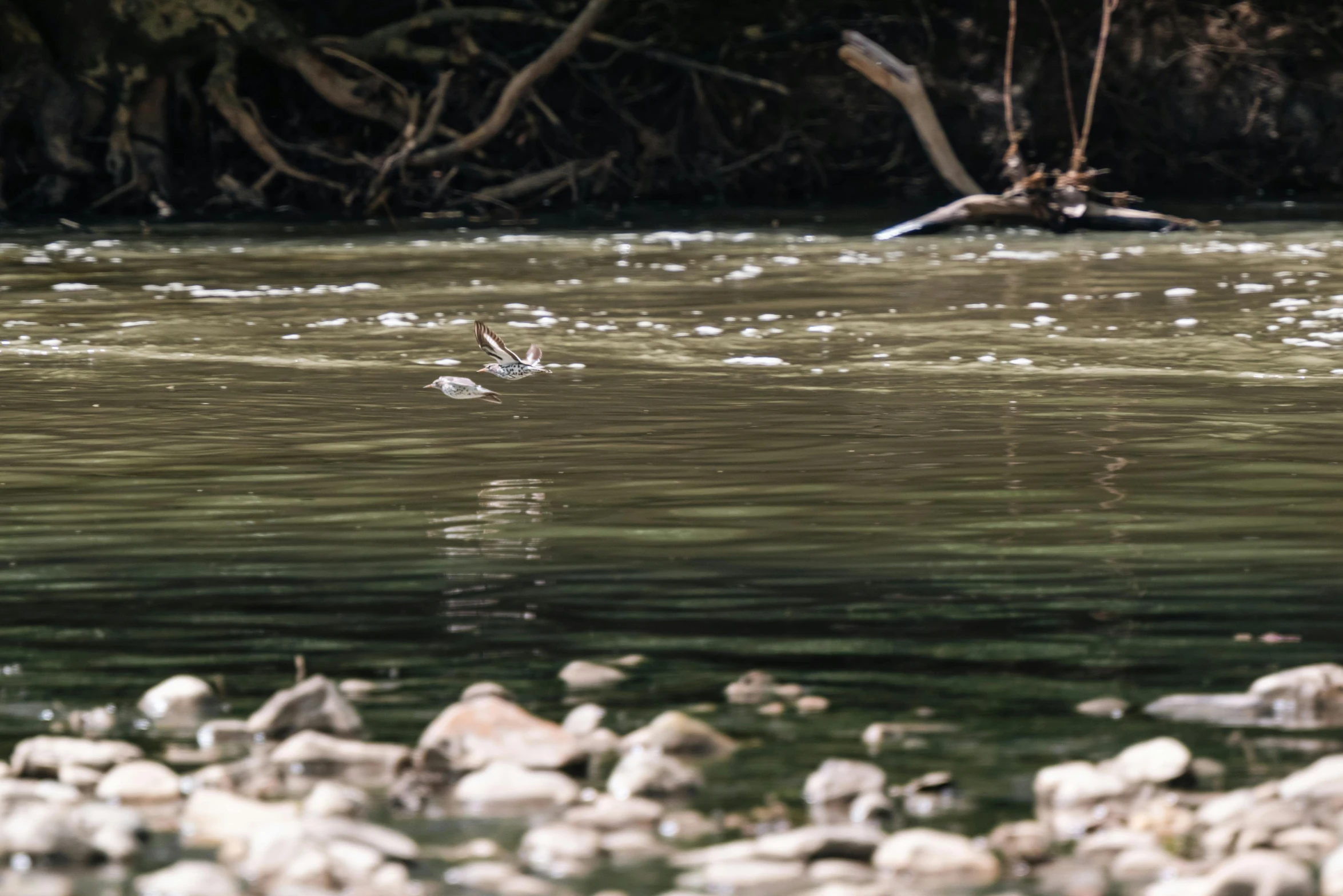 a small bird is in the water of a river