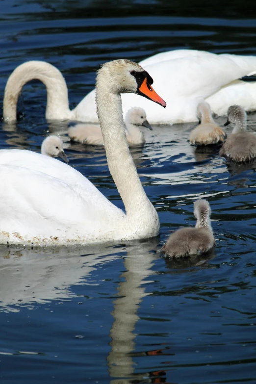 the large swans are eating a group of small geese