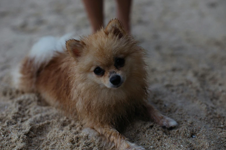 there is a small brown dog standing on the beach