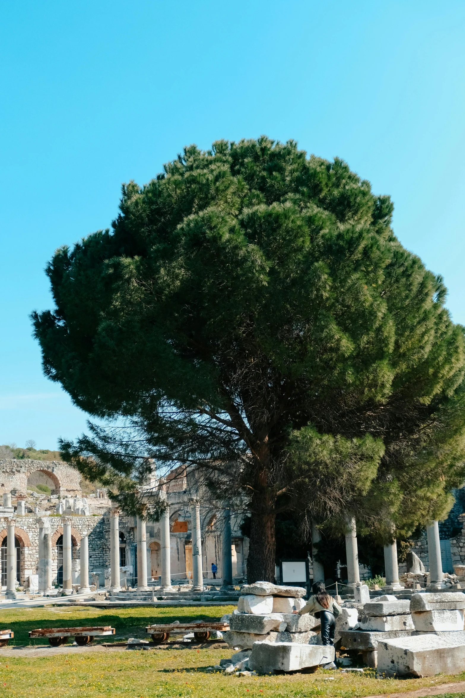 a large tree with nches hanging down in front of a church