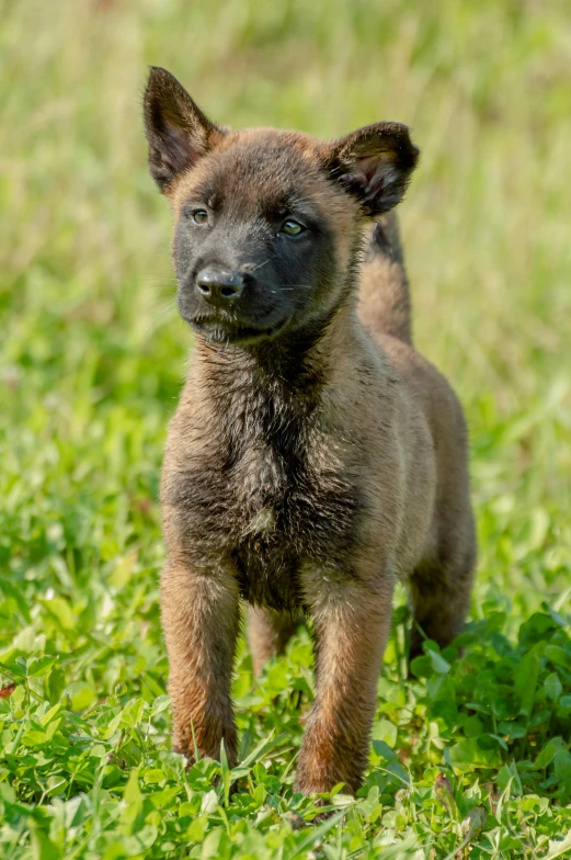 a young dog standing in a field of green grass