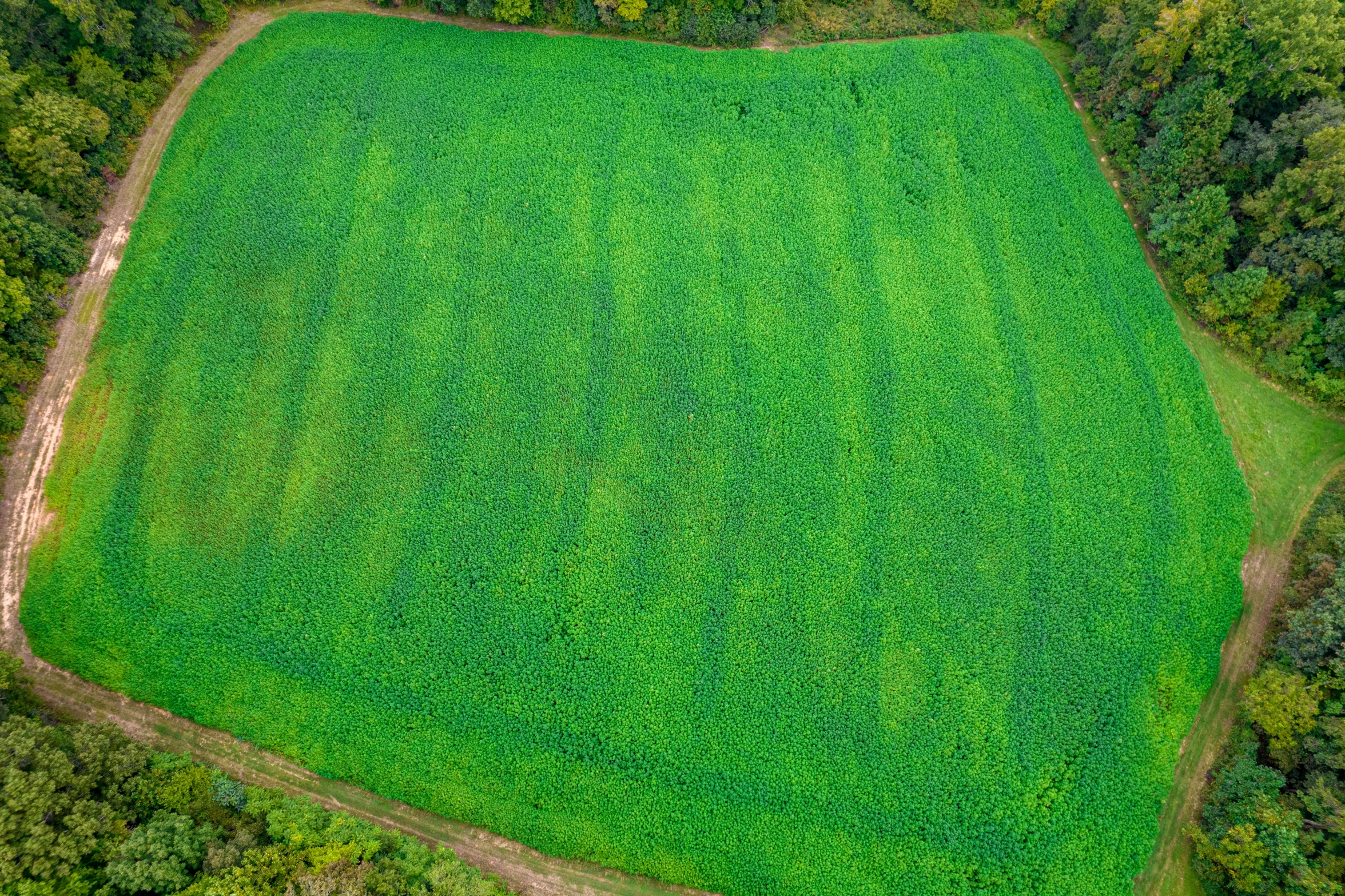 an aerial view of a lush green field