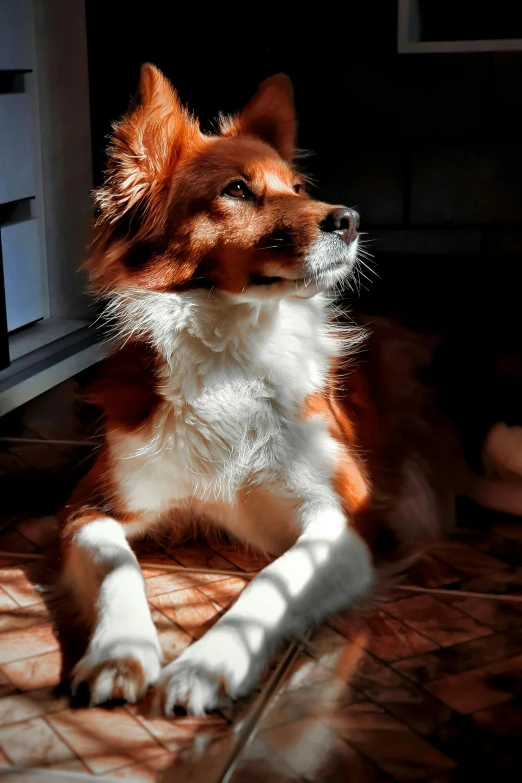 a small dog sits on the ground