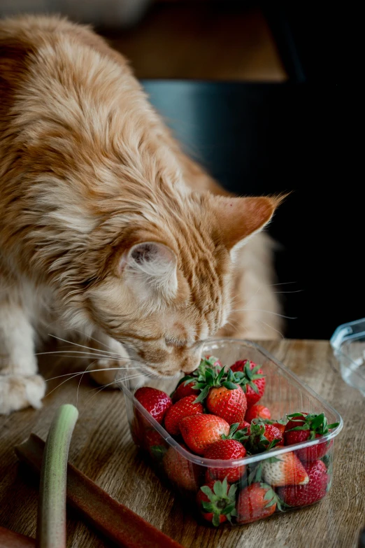 an orange cat sniffs strawberries in a plastic container