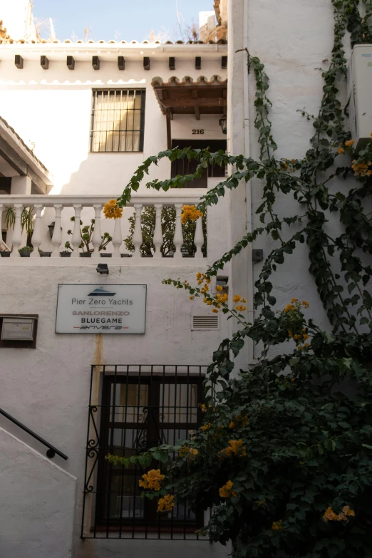 some white and yellow building and a large flowery tree