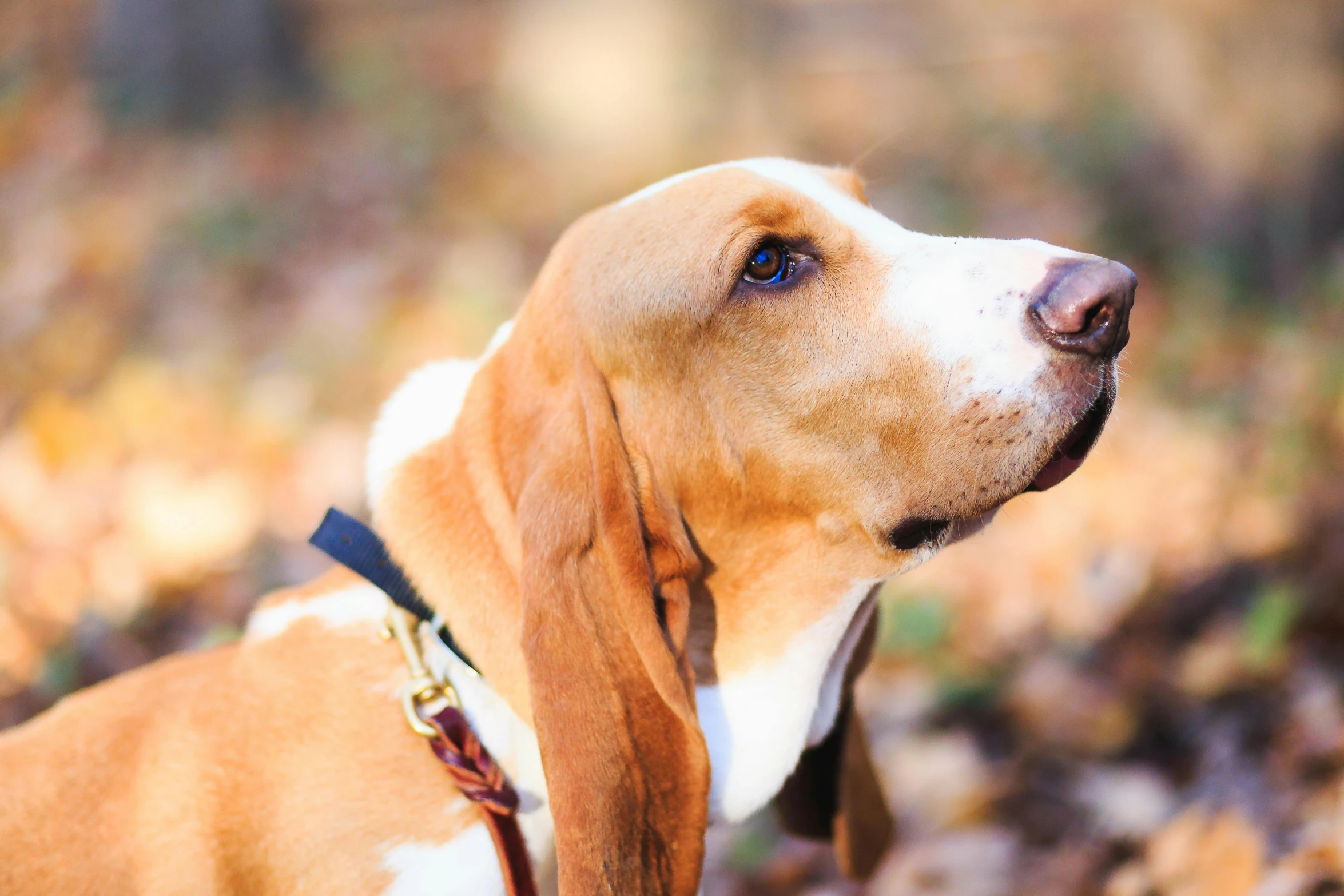 a dog in a red collar sitting in leaves