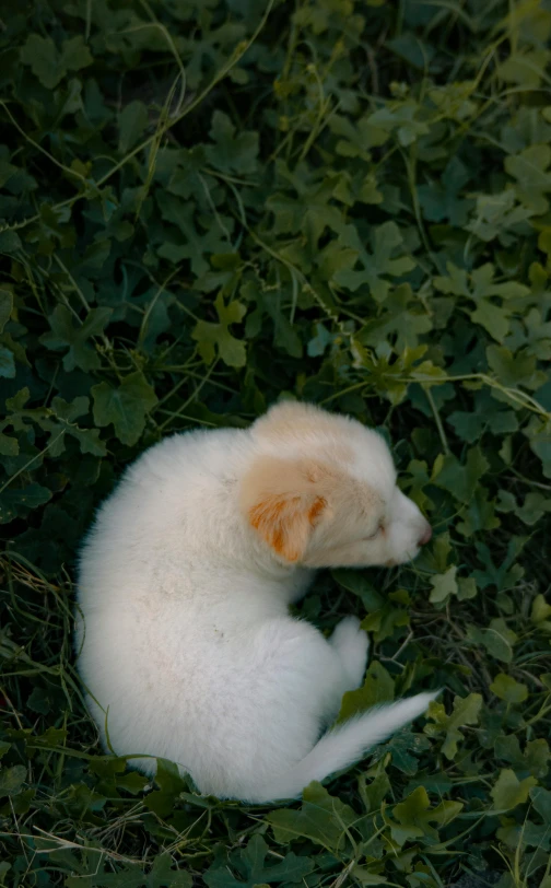 white animal laying down surrounded by leaves and plants