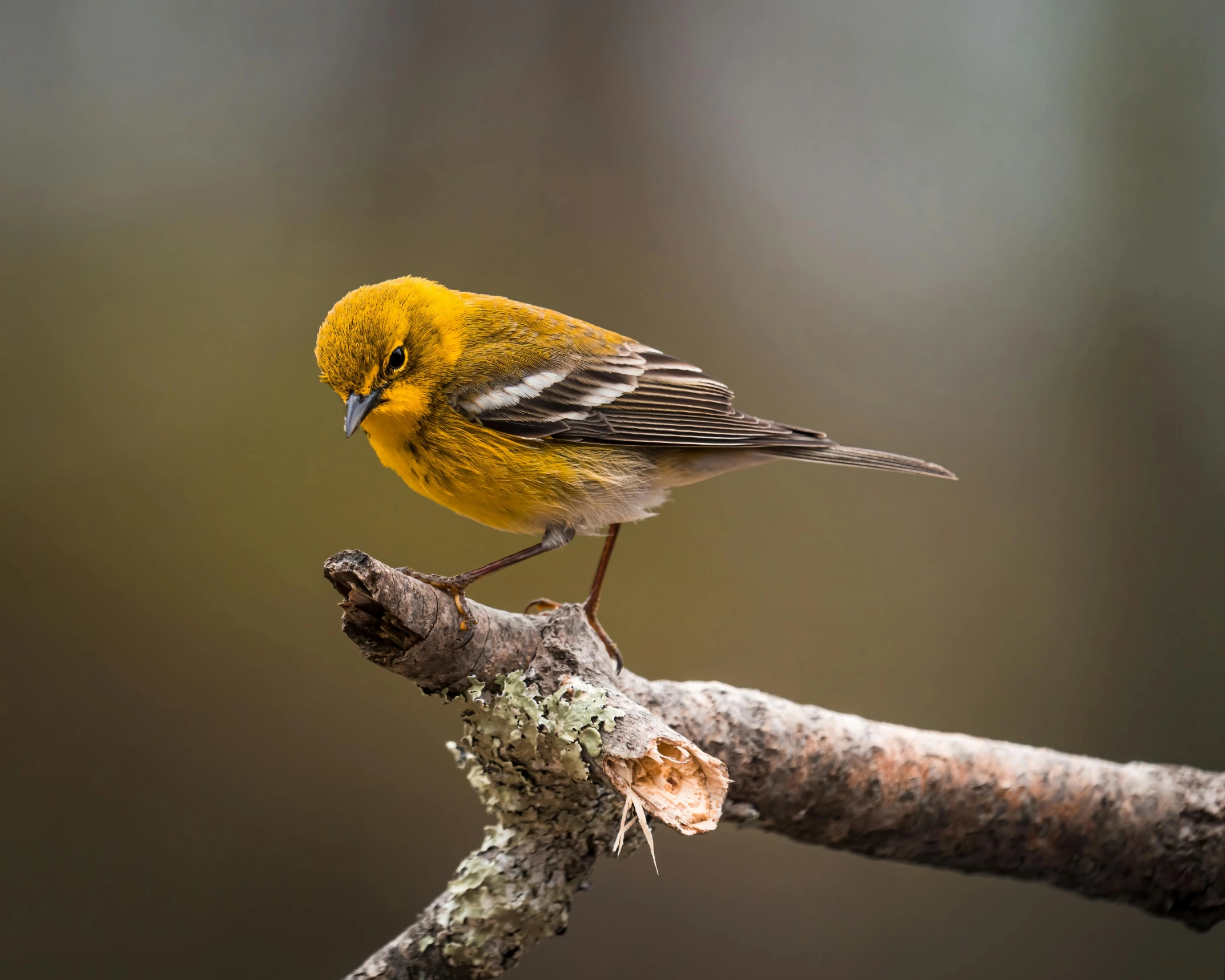 a bird perched on top of a tree nch