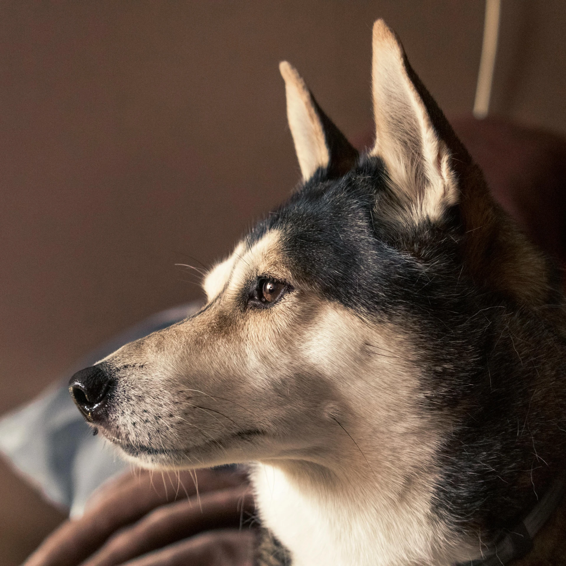 a dog with short white legs sitting on a bed