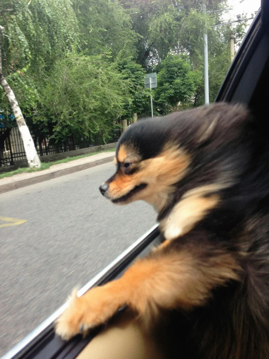 a dog looking out the window of a moving truck