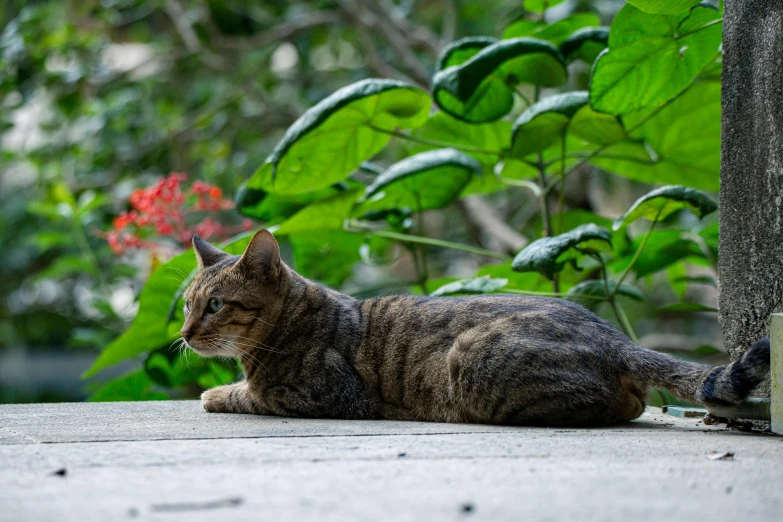 a cat sitting outside near a bush and flowers