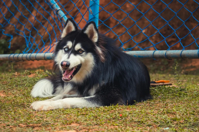 a dog laying in the grass near a chain link fence