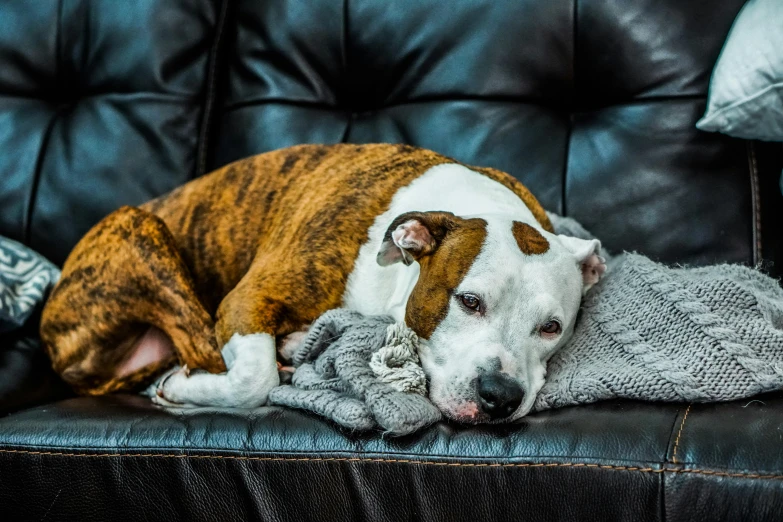 a dog is sleeping on the back of a couch