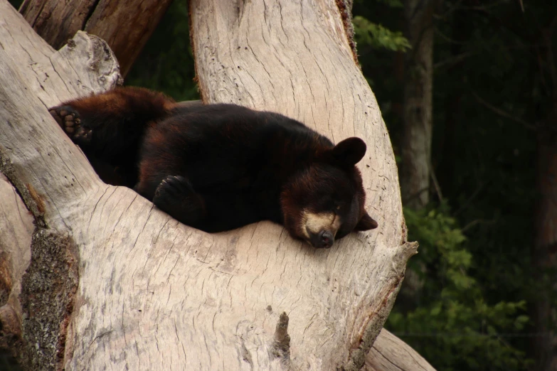 a bear curled up sleeping on a tree