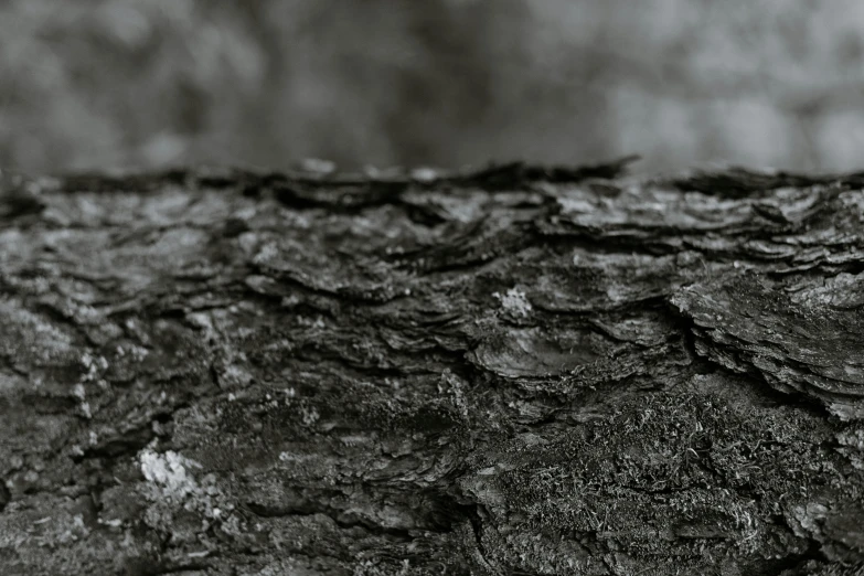 a brown tree is covered in grey bark