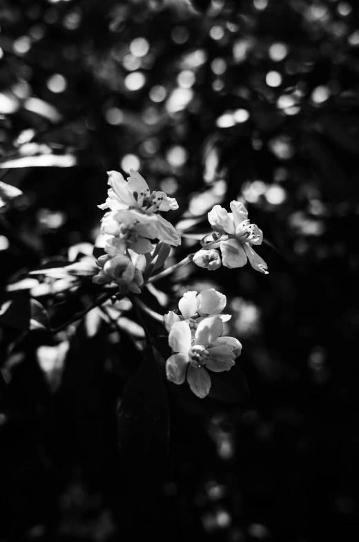 some black and white flowers growing in the sunlight