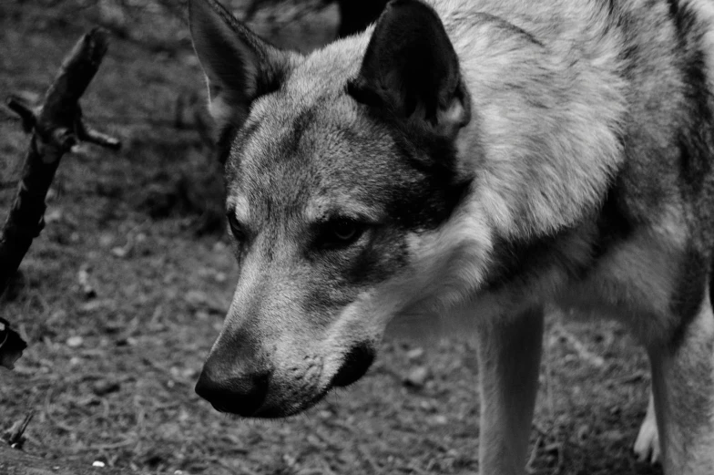 a gray wolf standing on the grass looking