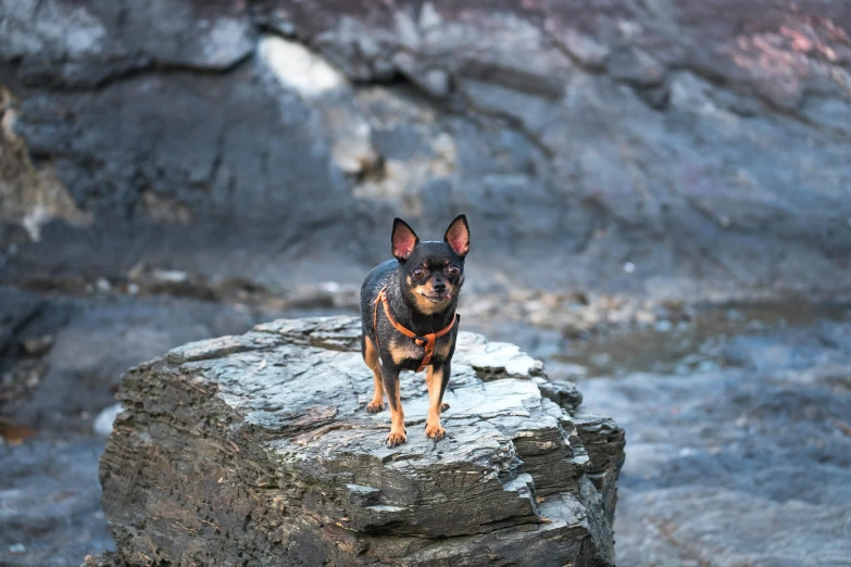 a dog sits on a large rock and stares into the camera